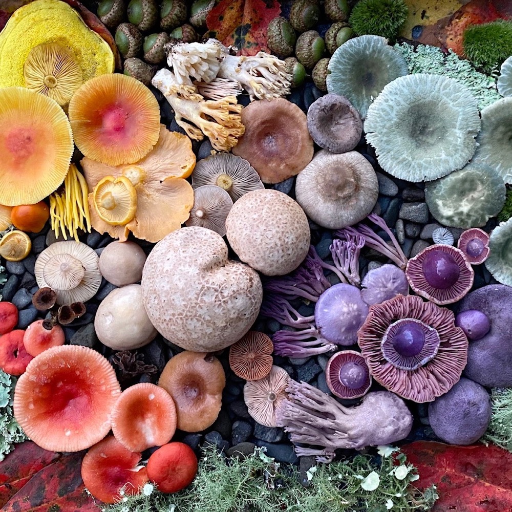 medicinal mushroom collage